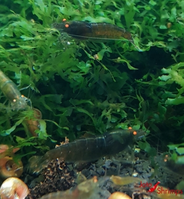 Amber Shrimps OE